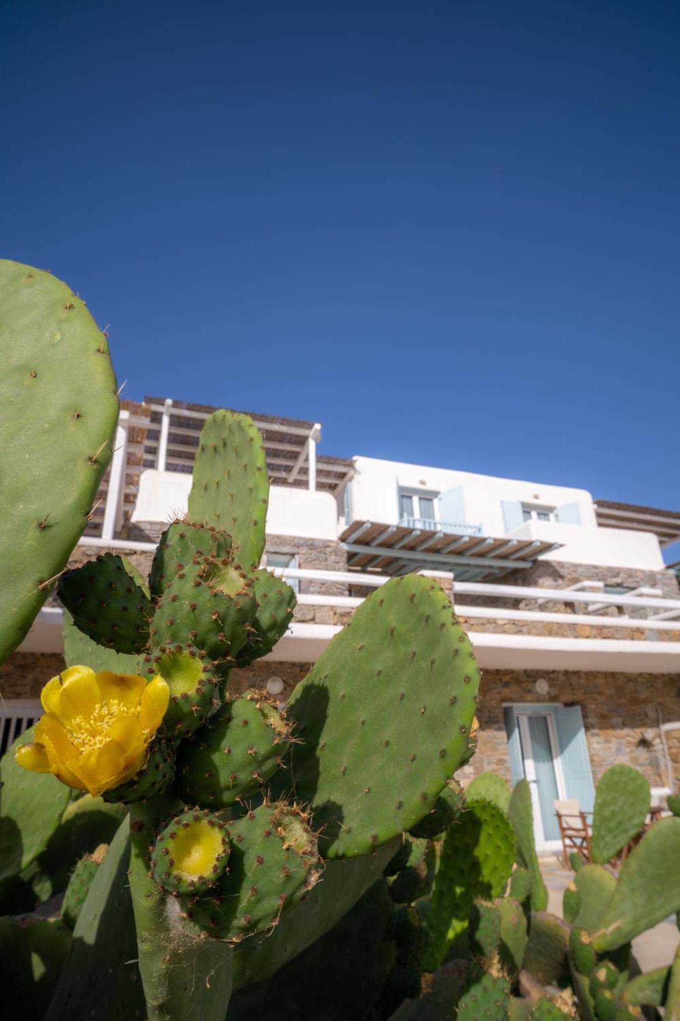 Sofia'S Bungalows Mykonos Mykonos Town Екстериор снимка